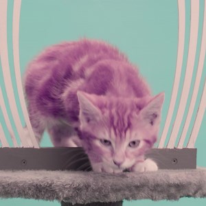 26 reactions · 21 shares | This free bus service starts 27 February and will connect Elizabeth Quay, Kings Park, Hospital Ave and UWA. Remember to hail the driver or ring the bell when you want the CAT to stop. | Transperth | Facebook