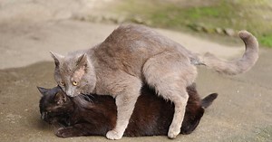 Le chat a-t-il un pénis barbelé ?