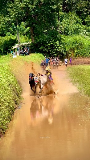 28K views · 479 reactions | Are you ready for Onam ✨❣️ Malayalees in Kerala and across the world getting ready for the Onam and lets start the Celebrations  #onam #kaalappoottu #bullrace #onamgames #funny | tripwithmp | Facebook