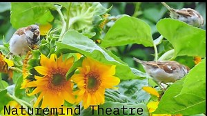 Best Soothing Birds' Chirping Sounds To Help You Sleep and Relax | Achieve Ultimate Relaxation