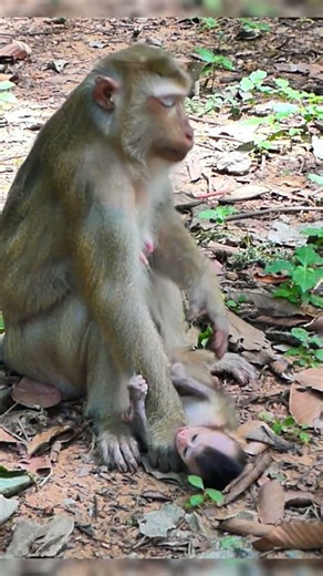 #monkey #animals #wildlife #monkeysr