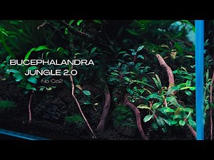 Bucephalandra Dominated Nano Low Tech Aquascape | Step By Step Aquascaping Tutorial |