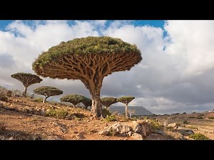 Alien-Like Island's Plant Life Isn’t Found Anywhere Else on Earth