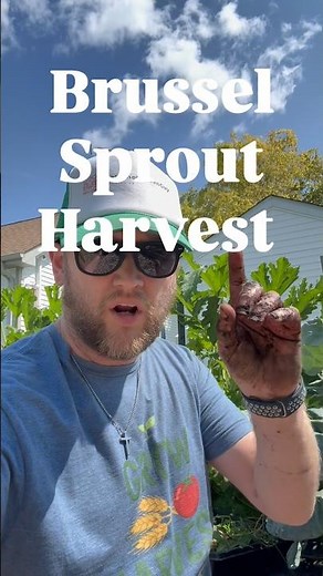 Brussel sprout harvesting. This is how I do it. ￼