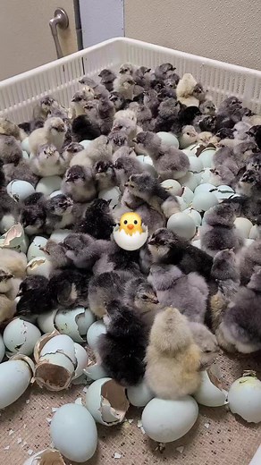 Blue and splash ameraucana baby chicks by Cackle Hatchery . #babychicks #hatching #farmlife #incubator | Cackle Hatchery