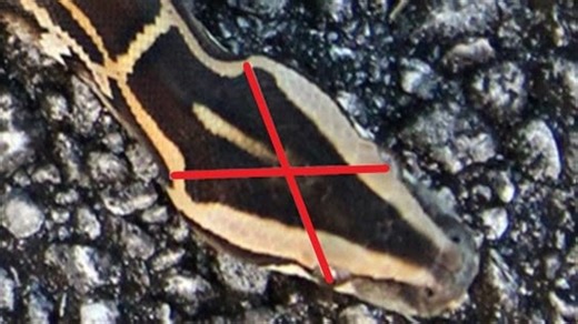 How to kill a Burmese python humanely, other python tips for south Floridians