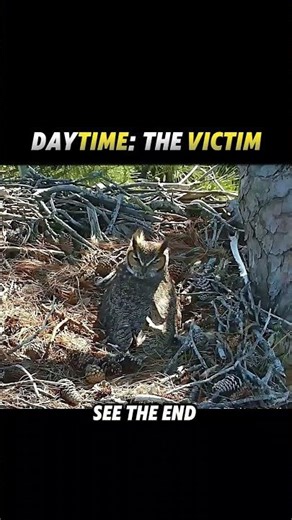 The Ultimate Revenge 🦉 When The Victim Becomes The Hunter #shorts