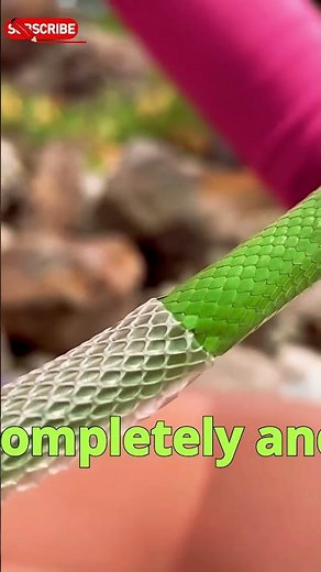 How Snakes Shed Their Skin (And Why They Sometimes Need Help) 🐍 #SnakeShedding #shorts