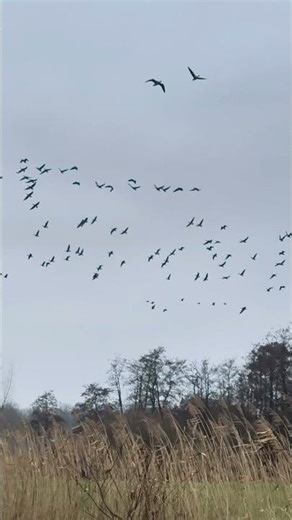 This Flock of Geese Flew Over Me at Full Speed 😮🪿