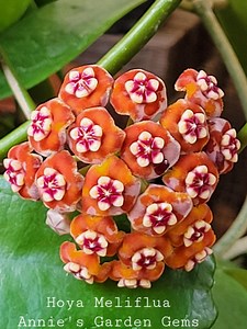 Hoya Meliflua in a 4.5 Inch Pot / Beautiful Flowers / Well Established / Fragrant Flowers / Exact Plant - Etsy