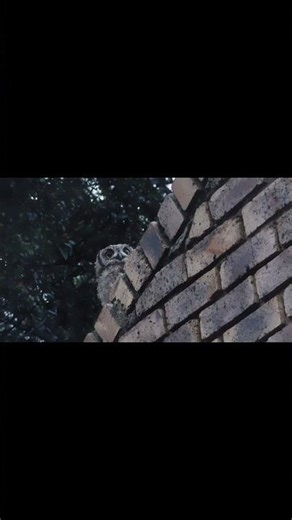 A New View Young Owl Standing on the Roof in the Rain