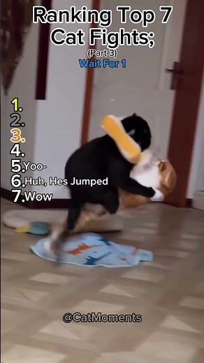 Ranking Top 7 Cat Fights (Part 3) | Wait For 1!