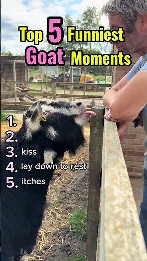 Top 5 Funniest Goat Moments 🐐🤙#shorts #funny