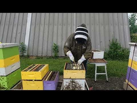 How I Demaree a hive