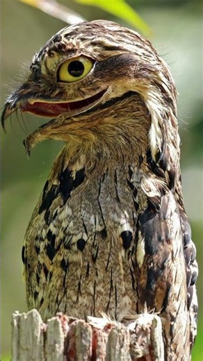 The Bird That Looks CRAZY at Night (Potoo Bird)