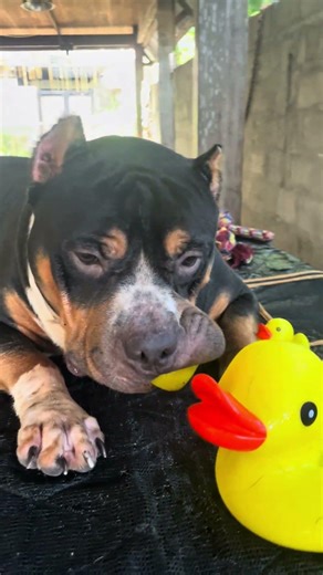 That headpiece and chest say everything, solid, thick, undeniable. 🦍
