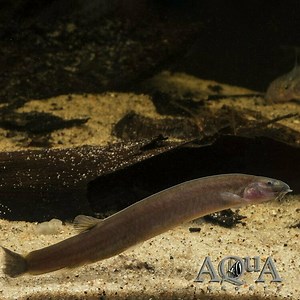 Black Kuhli Loach - Aquariumia