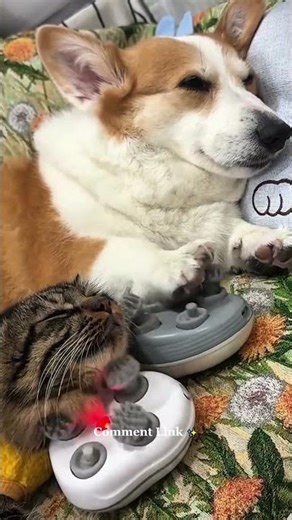 Best gadget fo pets #shorts