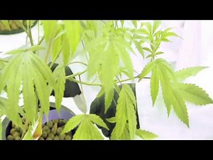 Growing cannabis in Ontario, Canada