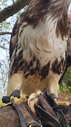 POWERFUL RED-TAILED HAWK FEEDING ON THE FIST