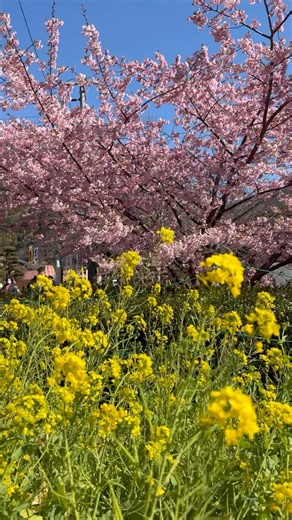 #河津桜 #菜の花 #今井美樹 #空に近い週末