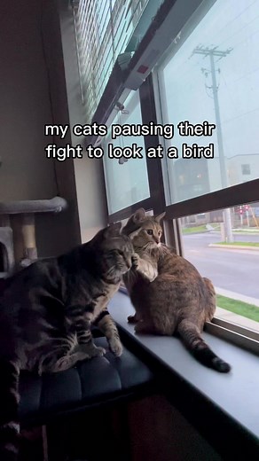 Cats Stop Fighting to Look Out Window
