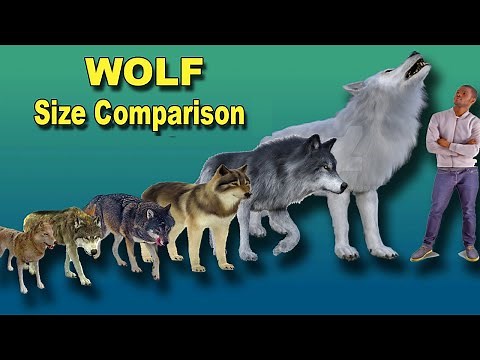 Wolf Size Comparison