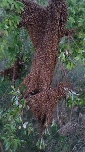 3.2K views · 121 reactions | Different sizes of bee swarm #beekeeping #honeybees #honey | King Bee PH | Facebook