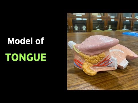 Tongue model - #mbbs #anatomy #tongue #doctor