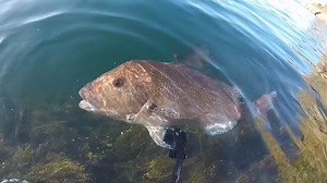 This polar blast will mean the snapper are biting right now. | Matt Watson
