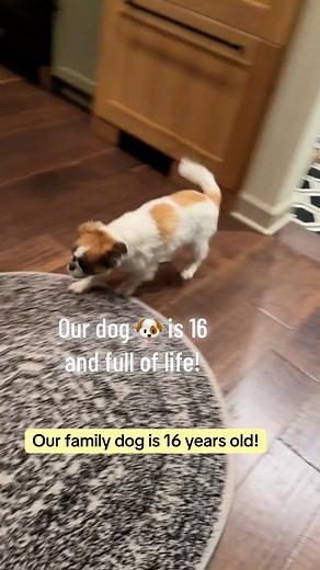 Homemade Dog Food Recipe for Healthy Pets