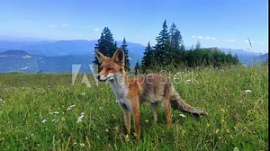 Small fox , Vulpes Vulpes , on alpine pasture in the Carpathian Mountains of Romania , part of the wildlife fauna of the country , commonly seen near huts.