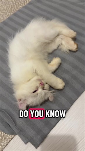 Caring for Your American Curl Cat: Health Tips