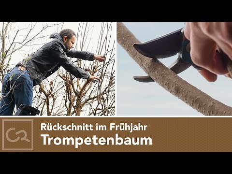 Pruning a trumpet tree | Differences between a trumpet tree and a bluebell tree 🌹🌿✂️