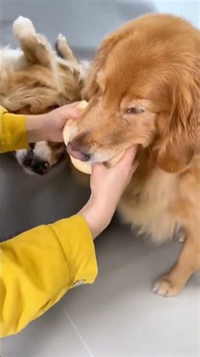 Dastardly Dogs.. Dammit... lmao