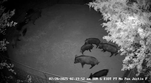 This group caught several days ago puts us at 110 from this ranch. They just keep coming! | East Texas Hog Control