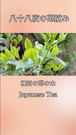八十八夜の茶摘み｜Peaceful Japanese Tea Time in Countryside