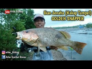Strike tak Terduga Ikan Jenaha Kakap Tompel Besar | Strike Besar Jenaha Tompel