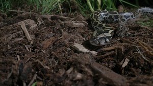 Juvenile Burmese Python Slithering Grass Stock Footage Video (100% Royalty-free) 1074621812 | Shutterstock