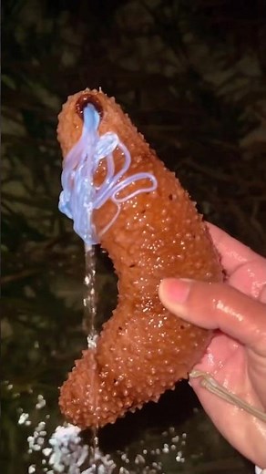 Why Sea Cucumbers Spit Out Their Organs — Nature’s Weirdest Defense #shorts