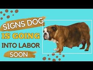 Signs A Dog Is Going Into Labor Soon - How to Prepare