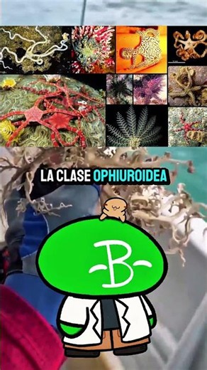 The Basket Star: A Masterpiece of Evolution