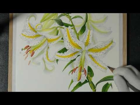 ヤマユリ（仕上げ）lilium auratum watercolor painting complete