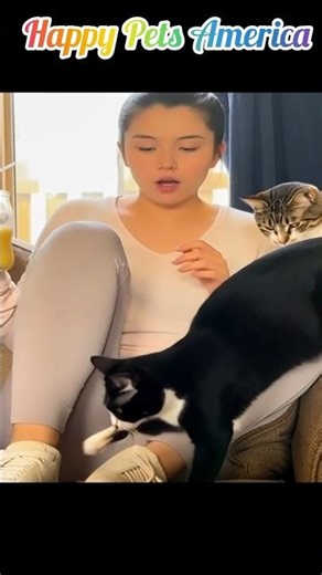 Discover the Mystery of This CONFUSED Cat!#catvideos #funnycats #confused