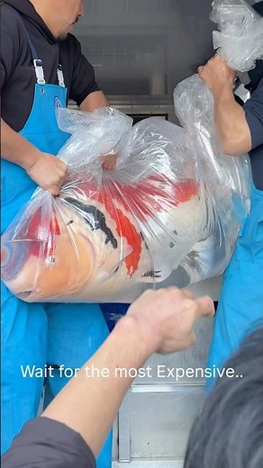 Top 10 Most Expensive Koi Fish 🐟💰