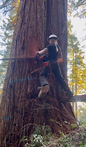 26M views · 440K reactions | Here’s what I was up to this time last year! Some springboard action on these redwoods. #timberfalling #timberfaller #helicopterlogging #femalefaller #redwood #treebeing #stihl | Katelyn Johnson | Facebook