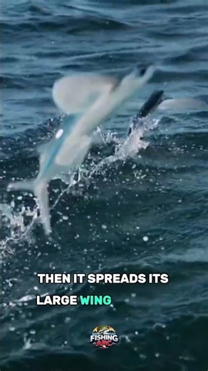FLYING FISH?! 😱😱😱 #fishing #fish