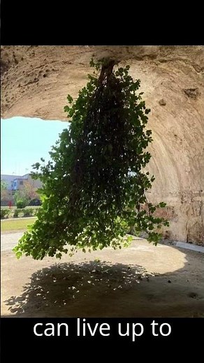 The Upside-Down Tree! – Nature's Strangest Tree #treestories #nature #treestory #tree