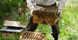 Warre Hive Management