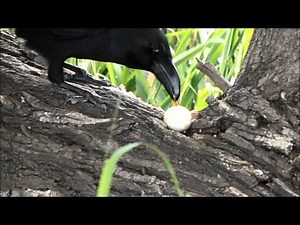 カラス、卵の雛を食べる